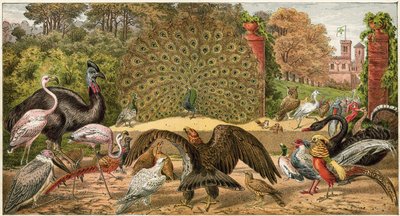The Peacock at Home by English School