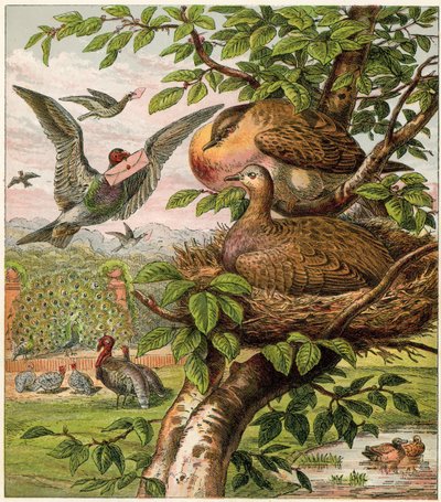 The Peacock at Home by English School
