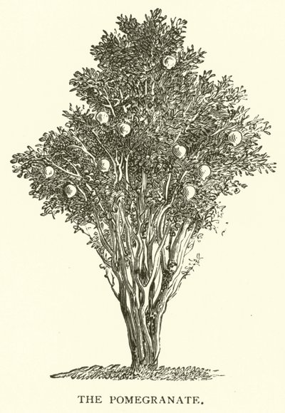 The Pomegranate by English School