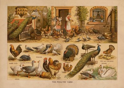The Poultry Yard by English School