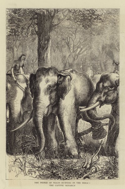 The Prince of Wales hunting in the Terai, the Captive Monarch by English School