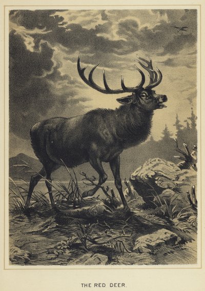 The Red Deer by English School