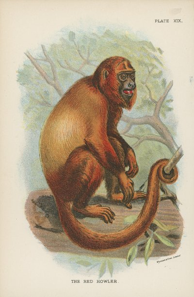 The Red Howler by English School