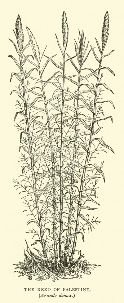 The Reed of Palestine, Arundo Donax by English School