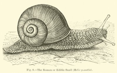 The Roman or Edible Snail by English School