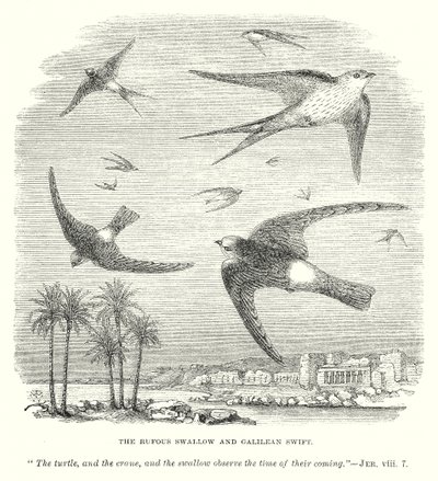 The Rufous Swallow and Galilean Swift (engraving) by English School