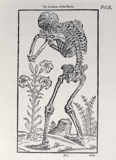 The Sceleton of the Backe, plate from The Historie of Man published by John Banister, 1578 by English School