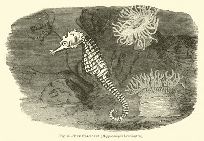 The Sea-horse, Hippocampus brevirostris by English School