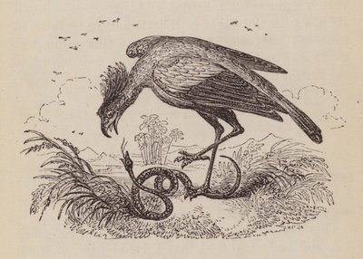 The Secretary Bird by English School
