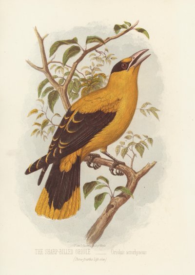 The Sharp-Billed Oriole, Oriolus Acrorhyncus by English School