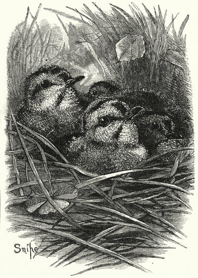 The Snipe Family at Home by English School