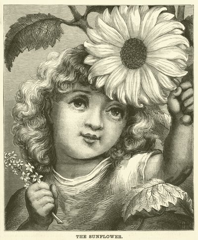 The Sunflower (engraving) by English School