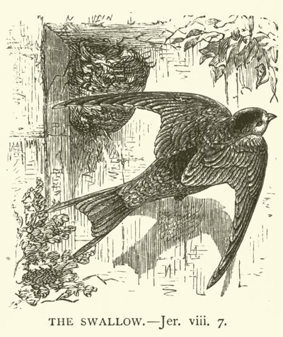 The Swallow, Jer, viii, 7 by English School
