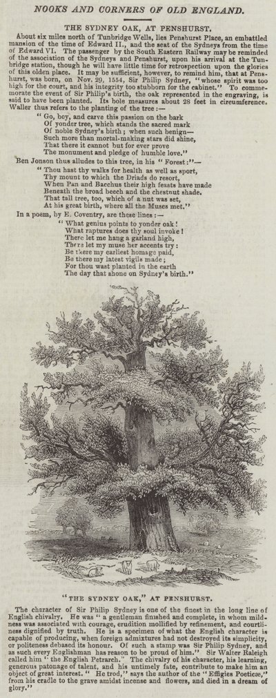 The Sydney Oak, at Penshurst by English School