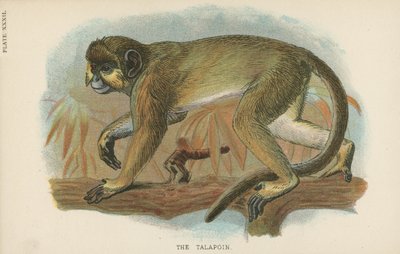 The Talapoin by English School