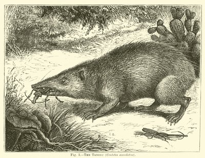 The Tanrec, Centetes ecaudatus by English School