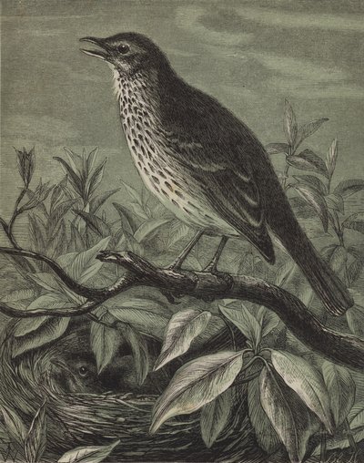 The Thrush by English School