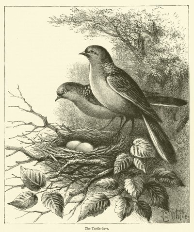 The Turtle-dove by English School
