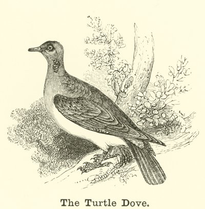 The Turtle Dove by English School