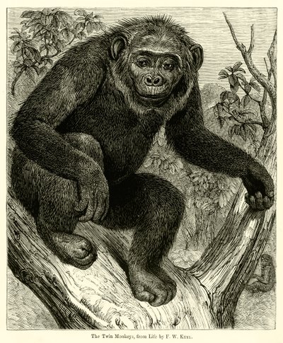 The Twin Monkeys, from Life by English School