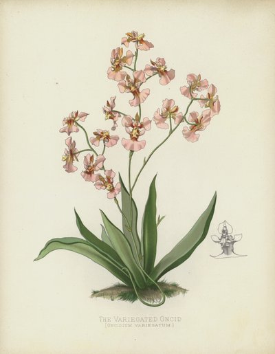 The Variegated Oncid by English School