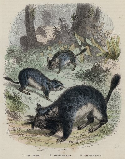 The Vischaca, Young Vischaca, The Chinchilla by English School