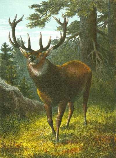 The Wapiti by English School