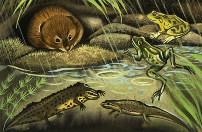 The Water Vole by English School