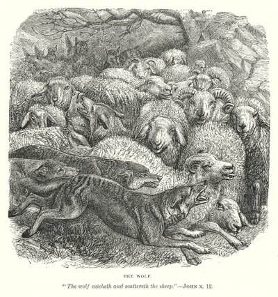 The Wolf by English School