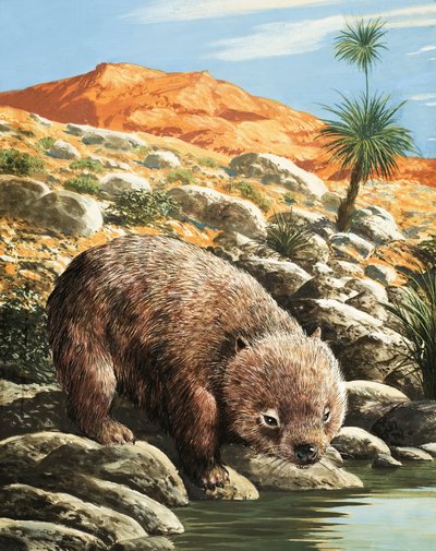 The Wombat by English School