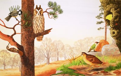 The Woods in Winter and What You Might Find by English School