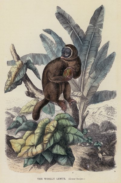 The Woolly Lemur, Lemur laniger by English School