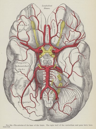 The Arteries of the Base of the Brain by English School