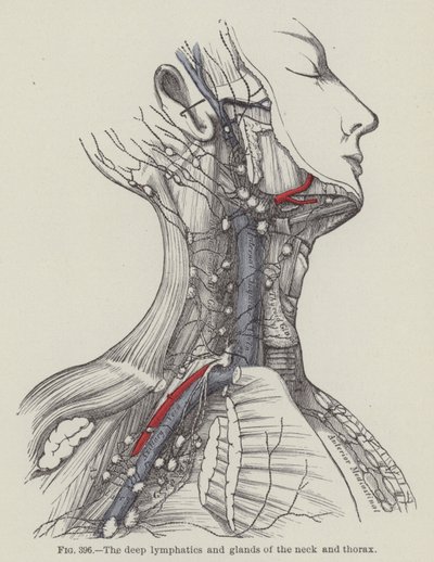 The deep lymphatics and glands of the neck and thorax by English School