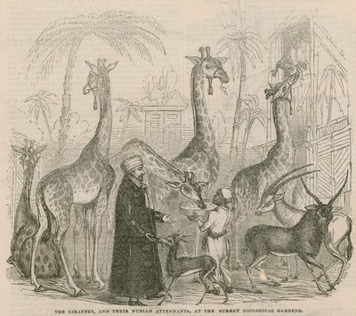 The Giraffes and Their Nubian Attendants by English School