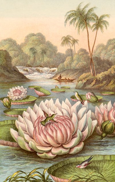 The great water lily, Victoria Regia by English School