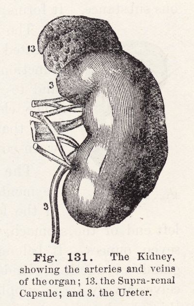 The kidney, showing the arteries and veins of the organ by English School
