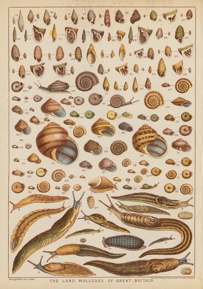The Land Mollusks of Great Britain by English School