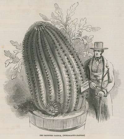 The Monster Cactus (Echinocactus Stainesh) at the Royal Gardens, Kew, London by English School