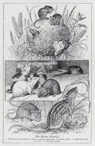 The mouse family by English School