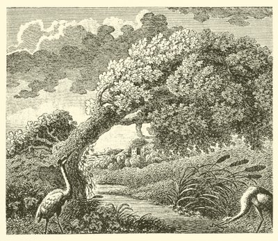 The oak and the reed by English School