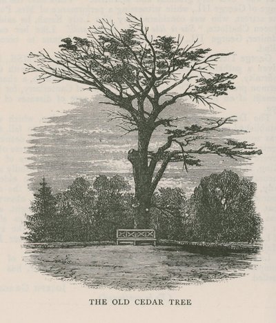 The Old Cedar Tree, Holland House by English School
