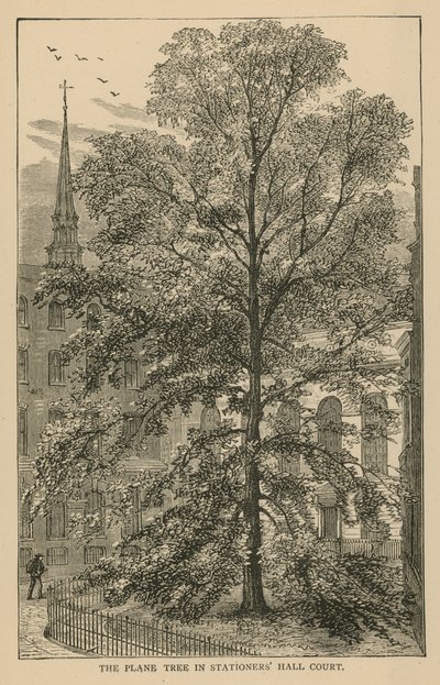 The Plane Tree in Stationers Hall Court by English School