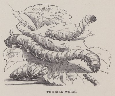 The Silk Worm by English School
