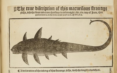 The True Description of This Marvelous Strange Fish by English School