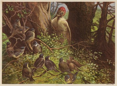 The Woodpecker Tapping the Hollow Beech Tree by English School