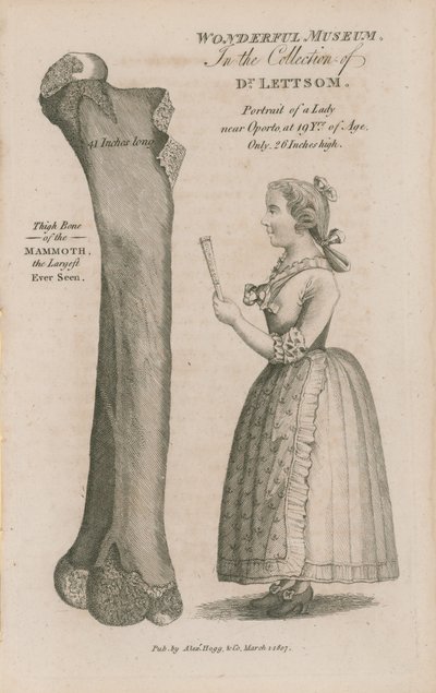 Thigh Bone of the Mammoth by English School