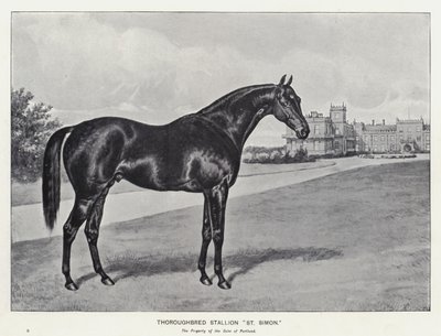 Thoroughbred Stallion 