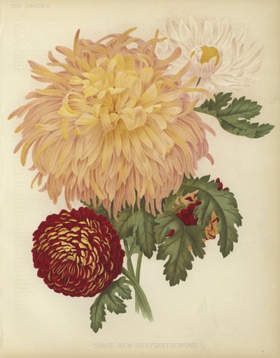 Three new Chrysanthemums by English School
