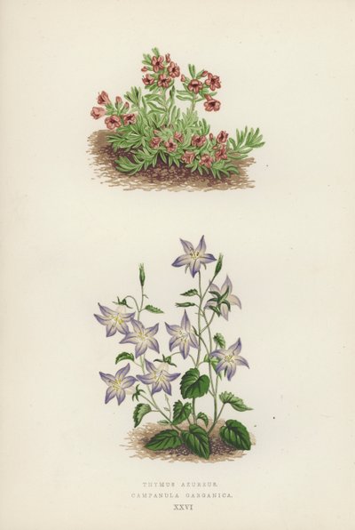 Thymus Azureus; Campanula Garganica by English School
